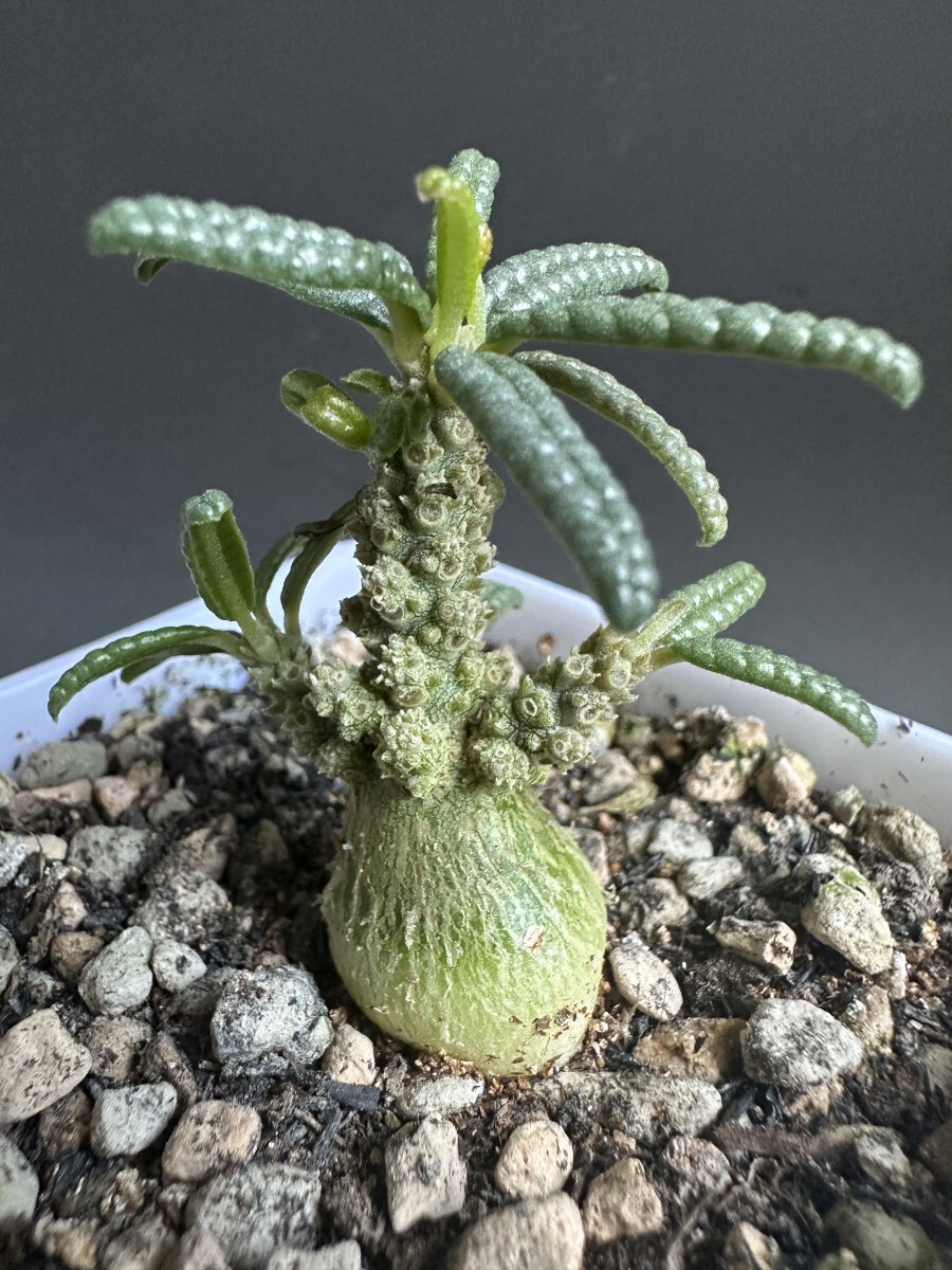 11 【塊根植物】ドルステニア ギガス 国内 実生 ドルステニアギガス ㅤ ドルステニアギガスの入荷です！ こちらはタイの実生になり