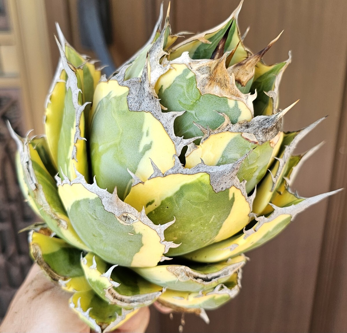 Yahoo!オークション -「アガベ ホリダ」(観葉植物) の落札相場