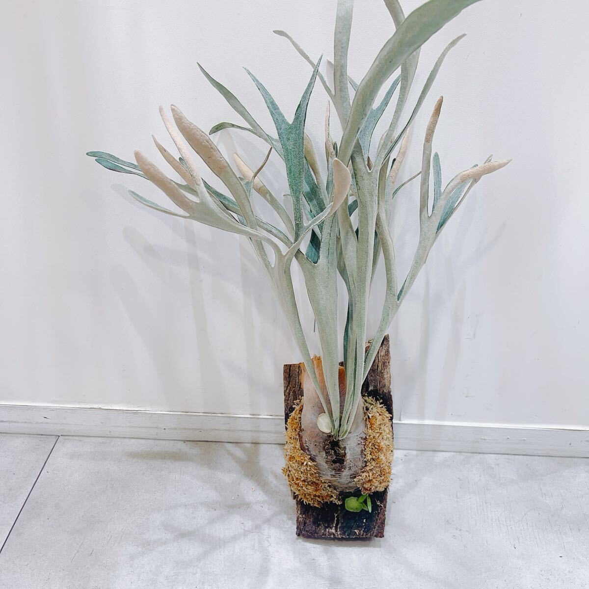 ビカクシダ P. BIF×Lemon 'Bling Bling'子株 希少選抜株 ビカクシダ P. BIF×Lemon 'Bling Bling'子株 希少選抜株