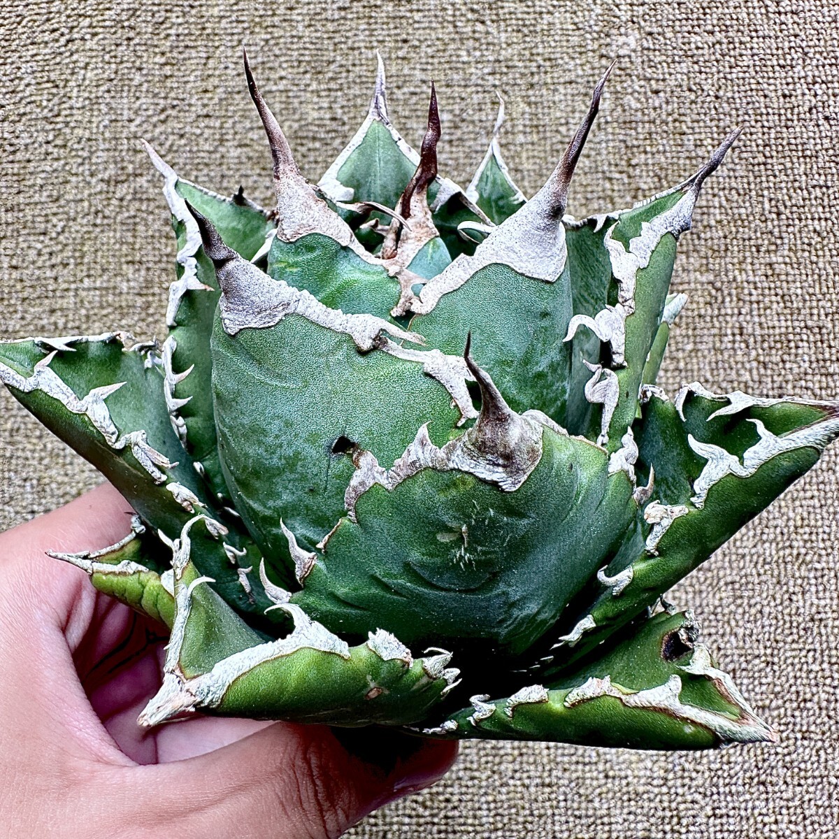 ア*ト様 【Lj_plants】C348アガベ チタノタ 無名 極上強棘 陽炎狂 Yahoo!オークション -「Lj_plants 」の落札相場・落札価格
