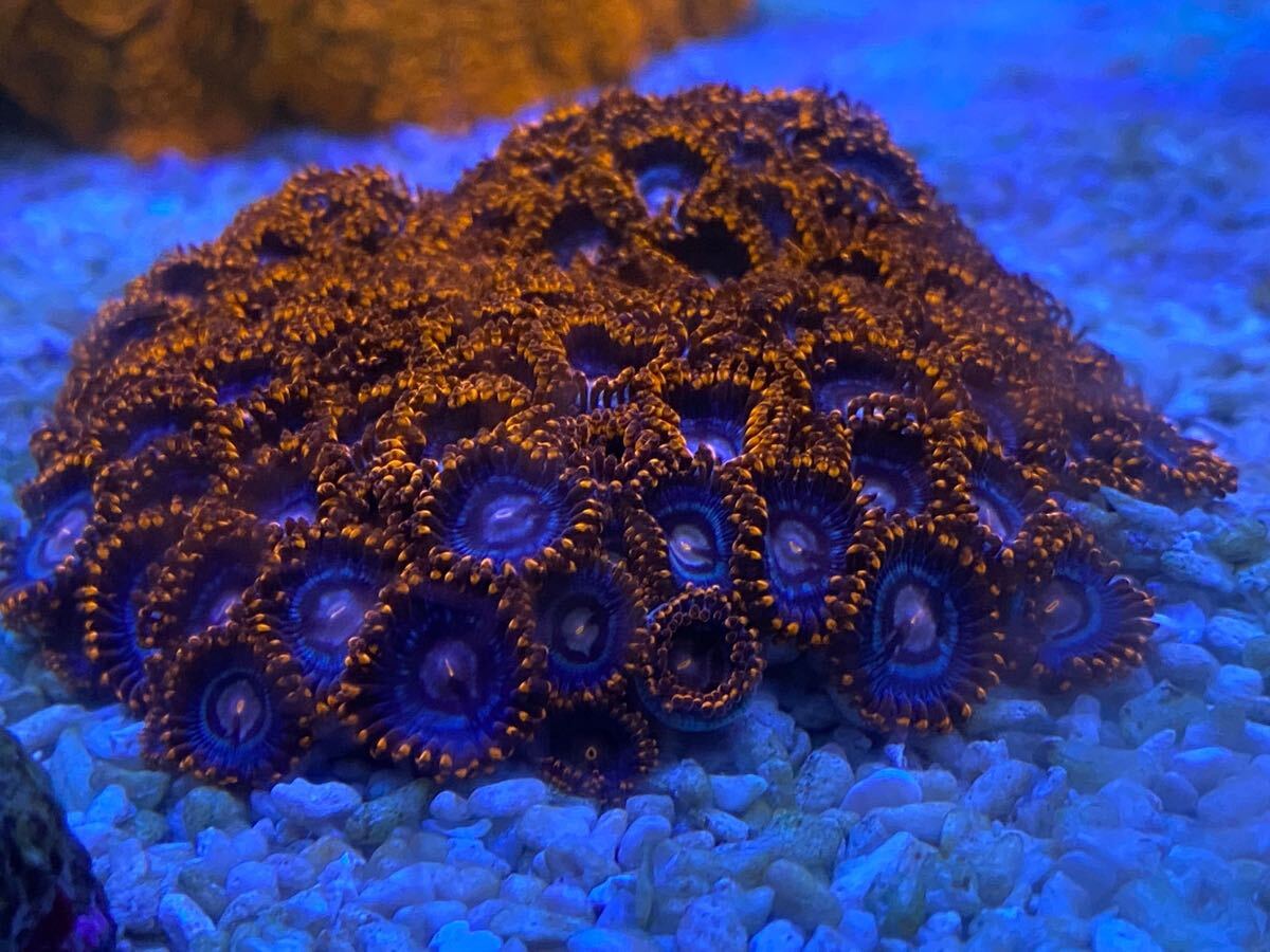 2025年最新】Yahoo!オークション -マメスナ(海水魚)の中古品