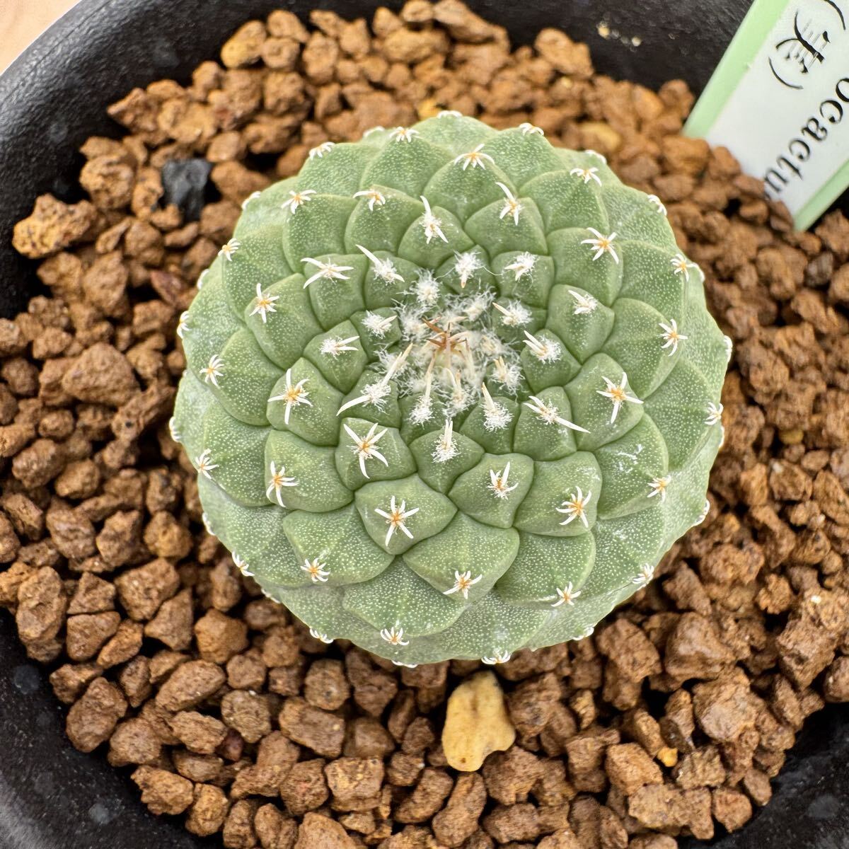 菊水 実生 7コ strombocactus菊水 | STORES