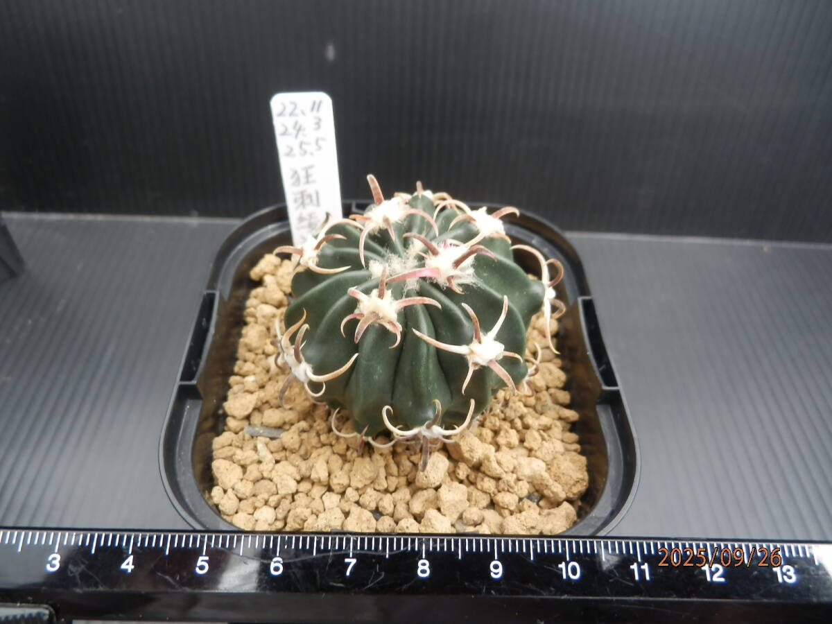 Yahoo!オークション -「サボテン 綾波」(観葉植物) の落札相場