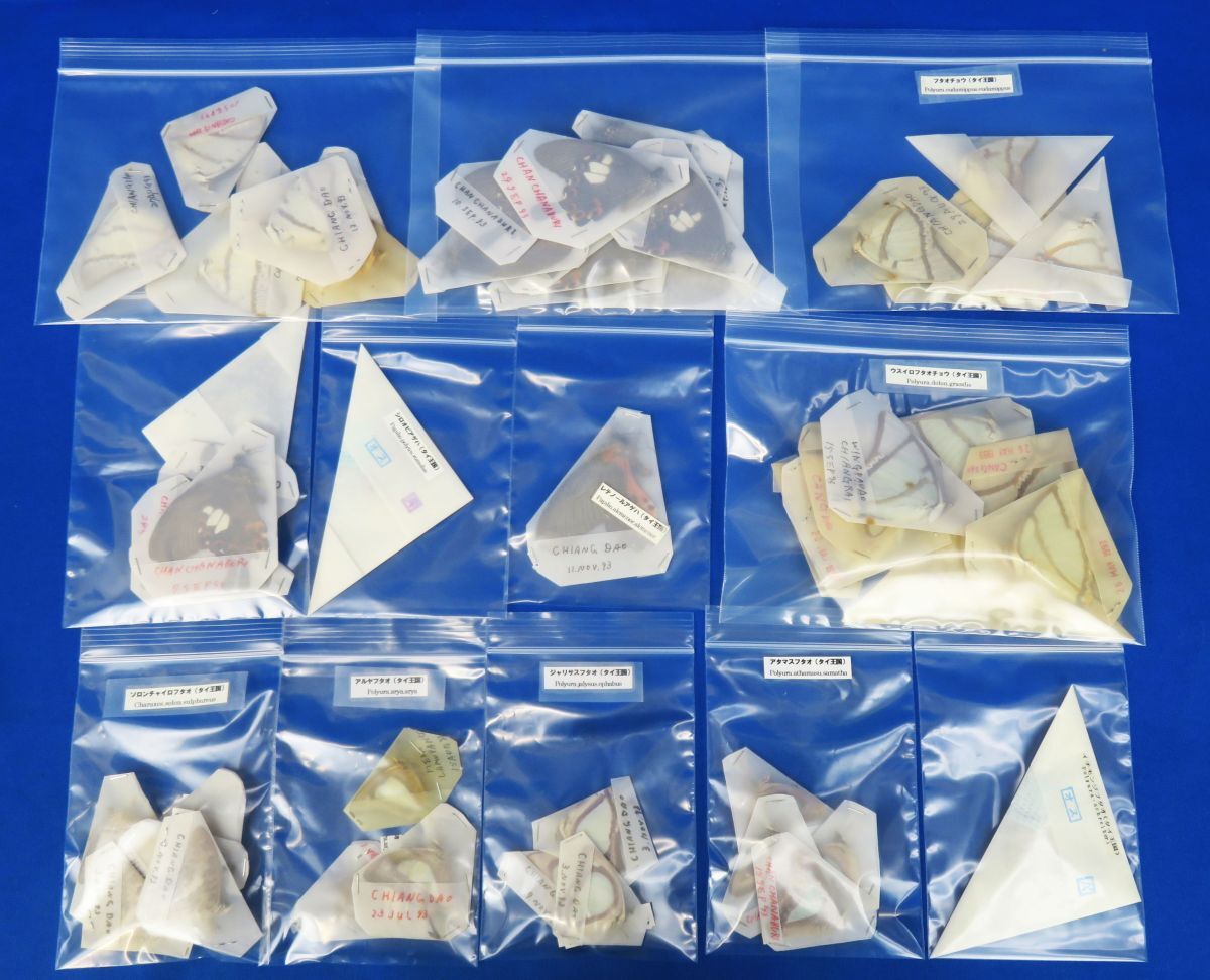 Yahoo!オークション -「蝶 標本」の落札相場・落札価格