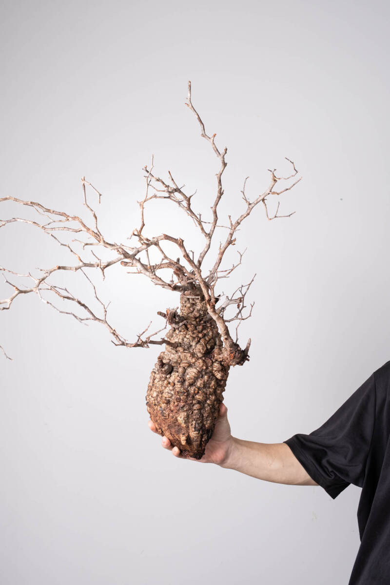 パキプス　ベアルート　チャレンジ株 パキプス ベアルート チャレンジ株 パキプス ベアルート