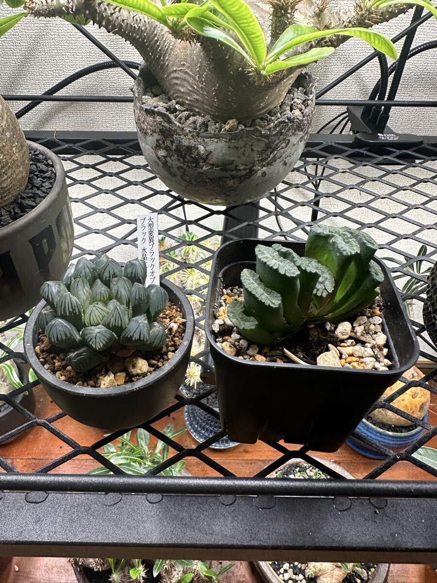 絶版希少 1965年刊行 原色シャボテン多肉植物大図鑑 サボテン