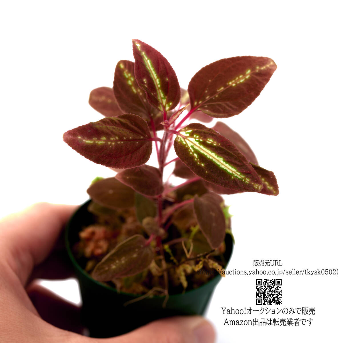 専用希少❣️Melastoma sp. Sibolgaメラストマ　シボルガソネリラ 専用希少❣️Melastoma sp. Sibolgaメラストマ シボルガソネリラ
