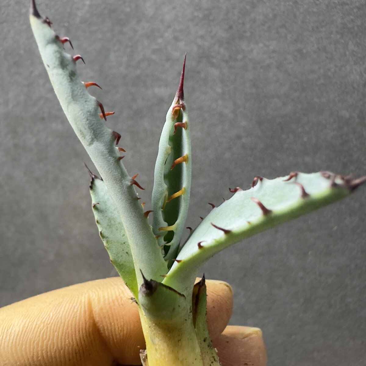 甲蟹x屈原舞扇 激怒甲蟹x屈原舞扇（激怒之舞） No.36子株(Lize血統) 抜き苗発送