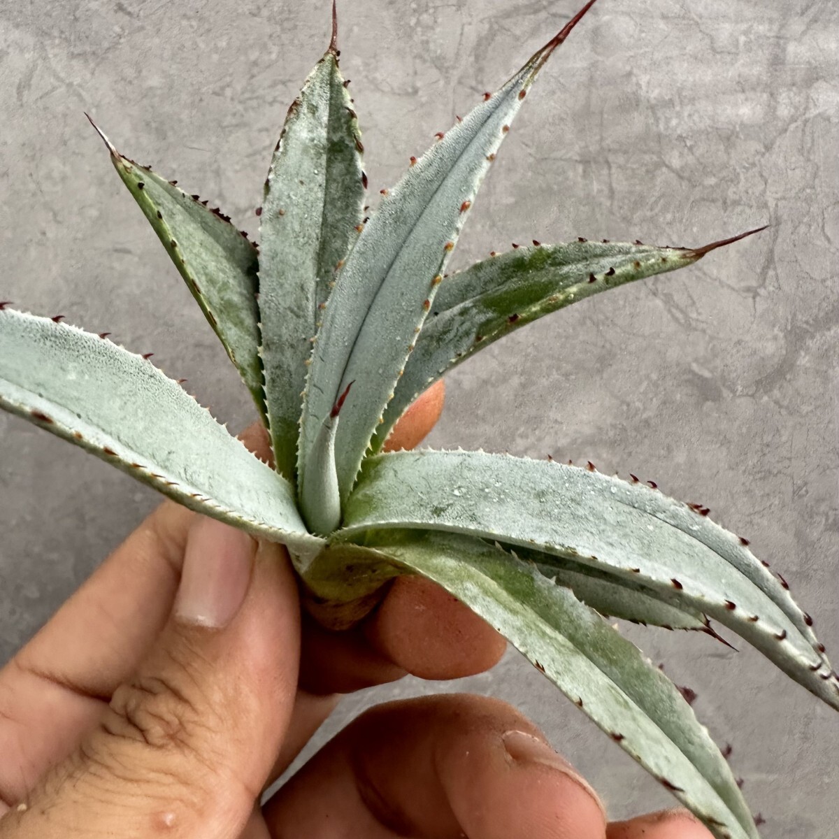 Yahoo!オークション -「マンガベ」の落札相場・落札価格