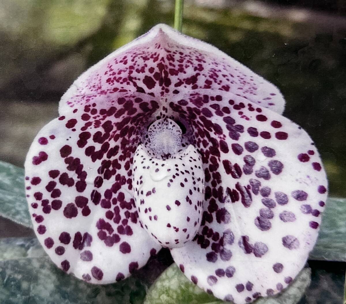 Pyon_papa中古美品 中古・古着通販】COMME des GARCONS HOMME PLUS