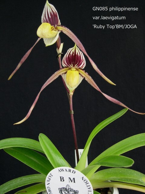 2025年最新】パフィオペディラム 洋ランの鉢植えが充実 - Yahoo