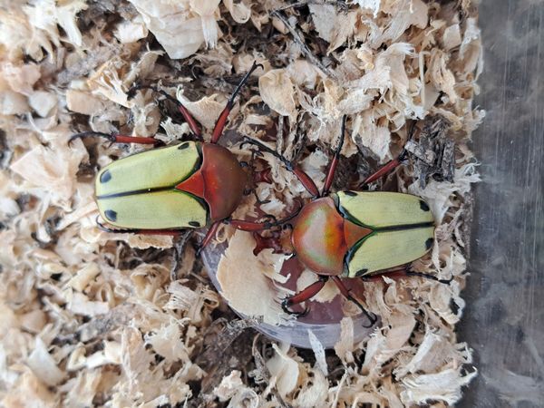 カナブンページ Yahoo!オークション -「カナブン」(虫類) の落札相場・落札価格