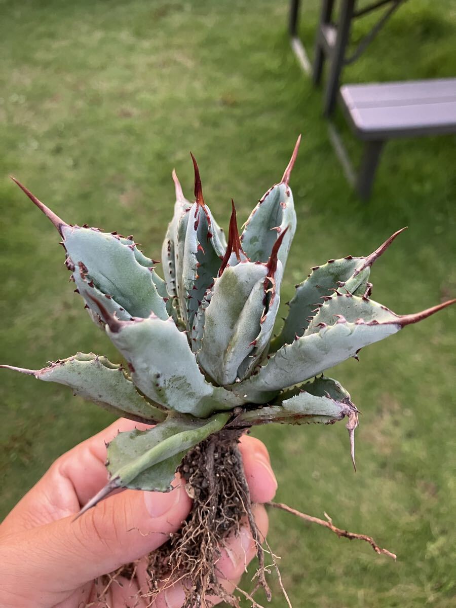 希少！大株！アガベ　ブルーフレーム　ハイブリッド Yahoo!オークション - 【P7355】 超希少斑入り株 アガベ ブルー