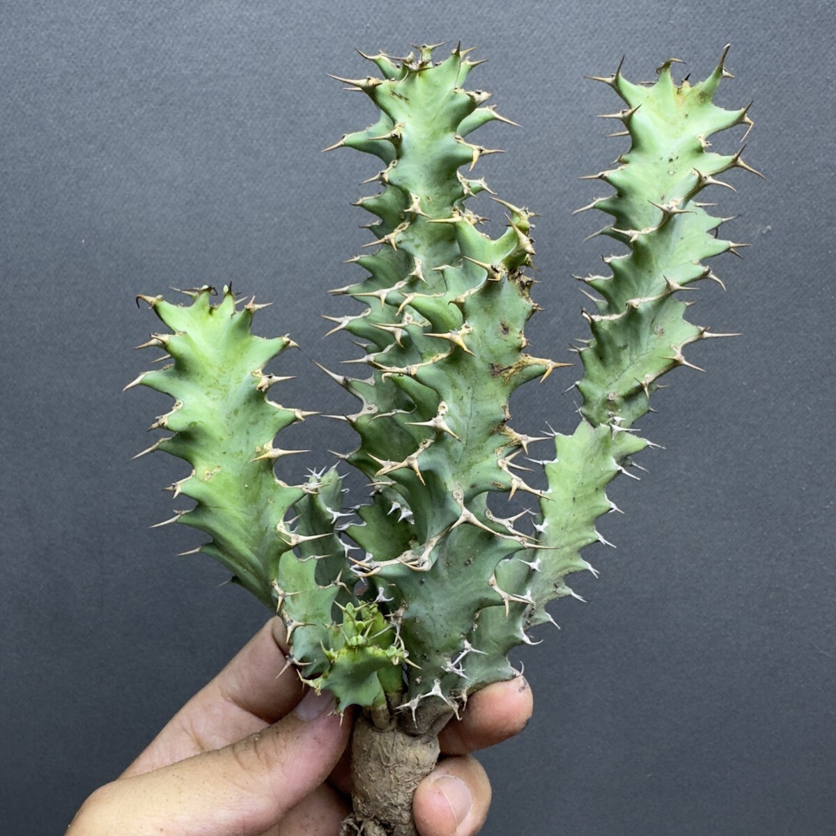 Yahoo!オークション -「ユーフォルビアクラビゲラ」(観葉植物