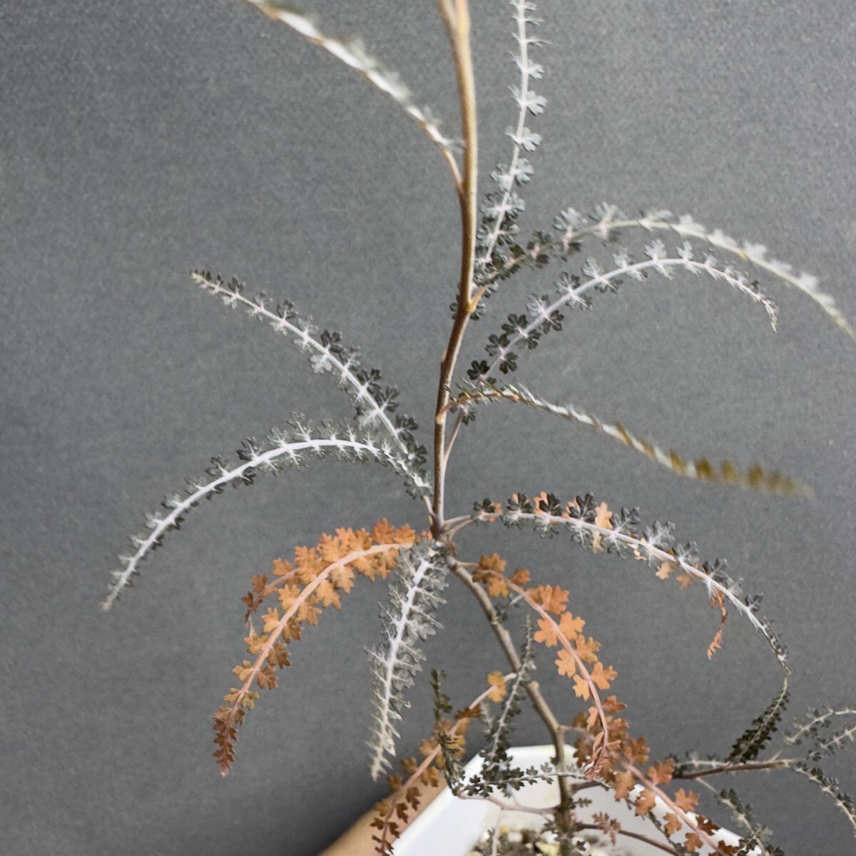 【入手困難！！】レア品　ボスウェリア　ソコトラナ ボスウェリア・ソコトラナ」は、珍しいのに意外と育てやすいんです