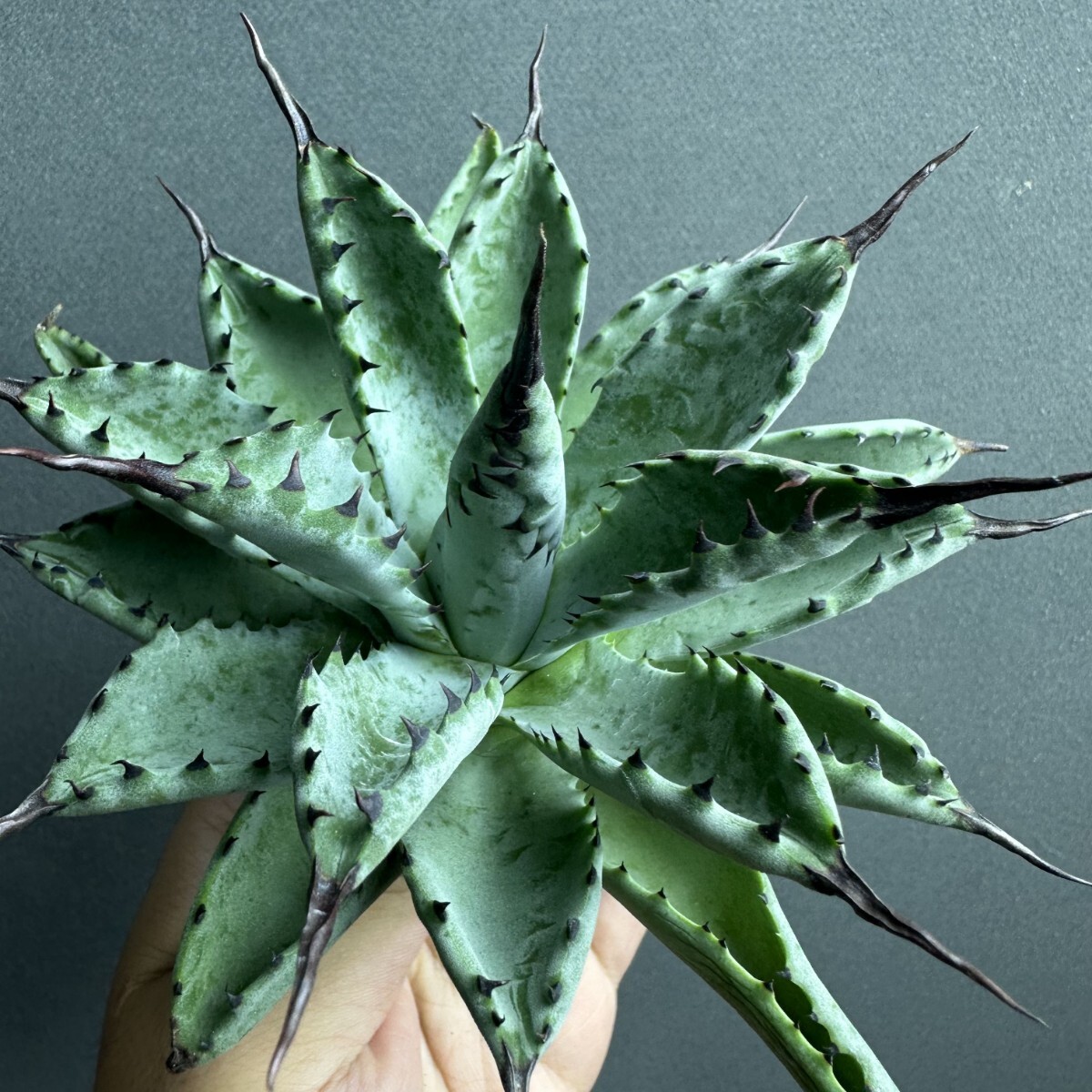 ア*ト様 【Lj_plants】C348アガベ チタノタ 無名 極上強棘 陽炎狂 x132 特選 アガベ チタノタ 