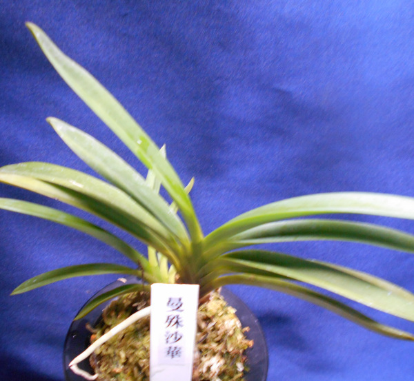 Yahoo!オークション -「富貴蘭 ルビー根」(ラン) (花)の落札相場