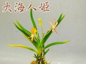 △富貴蘭大海人姫 長生蘭 セッコク 山野草△