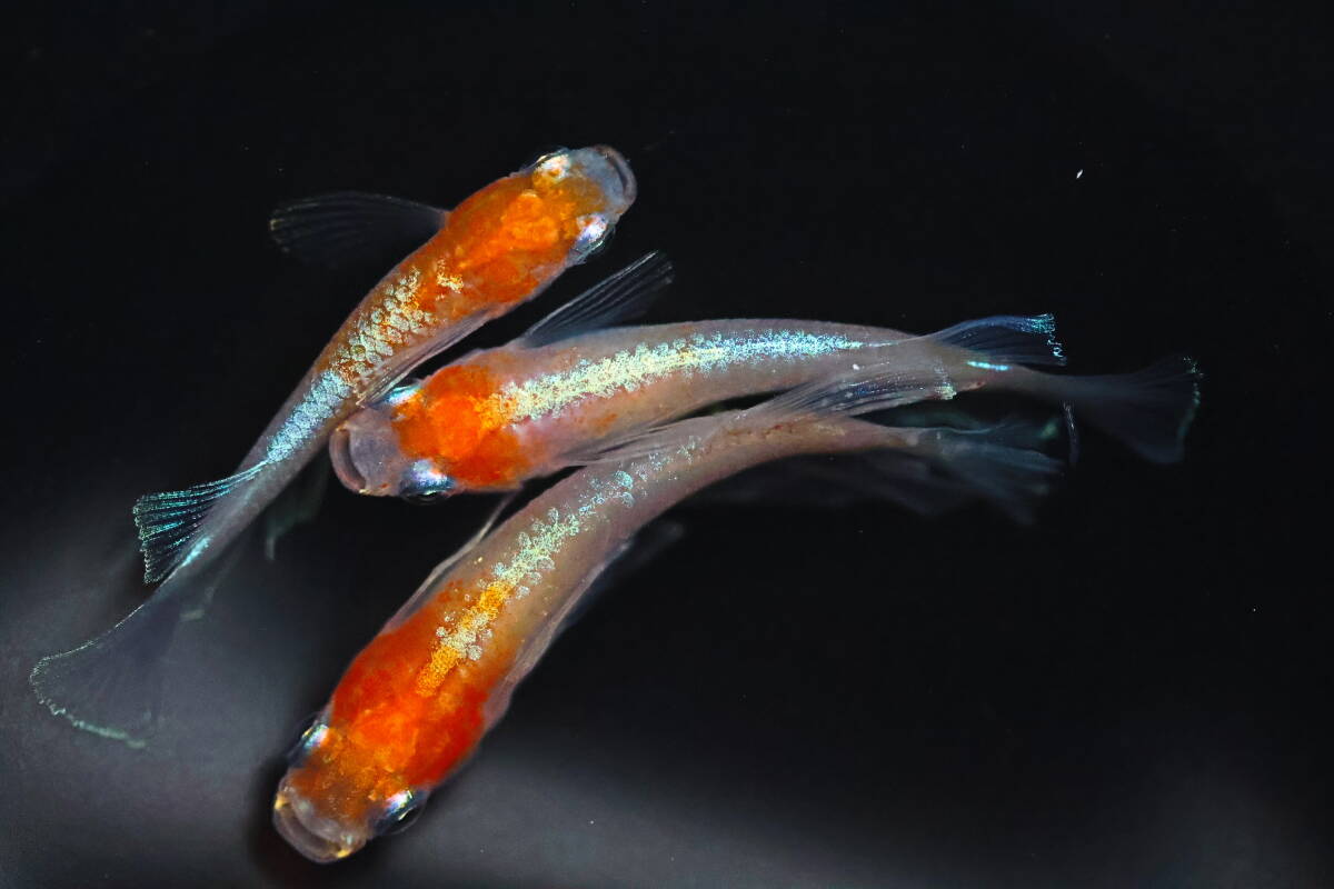 Yahoo!オークション -「.43」(めだか) (川魚)の落札相場・落札価格