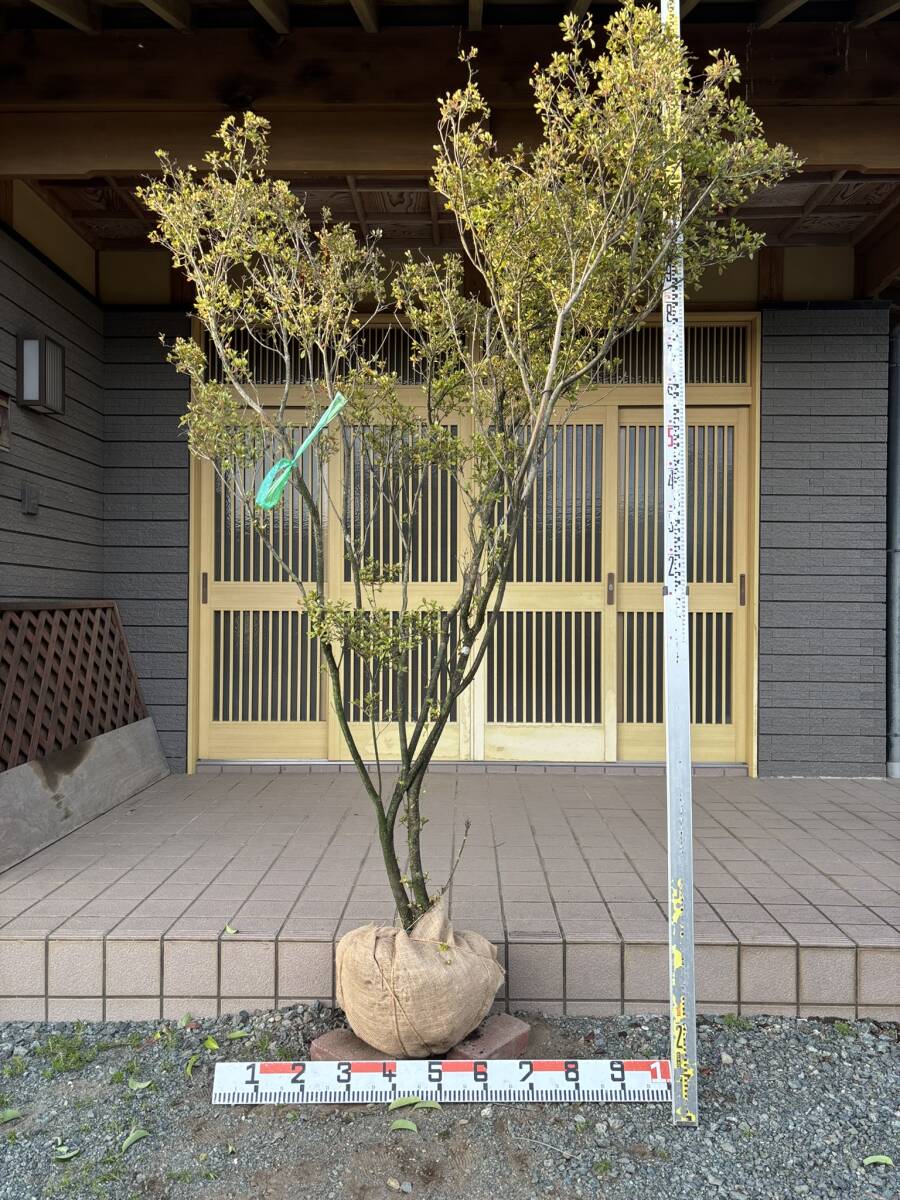 2025年最新】Yahoo!オークション -ツツジの中古品・新品・未使用