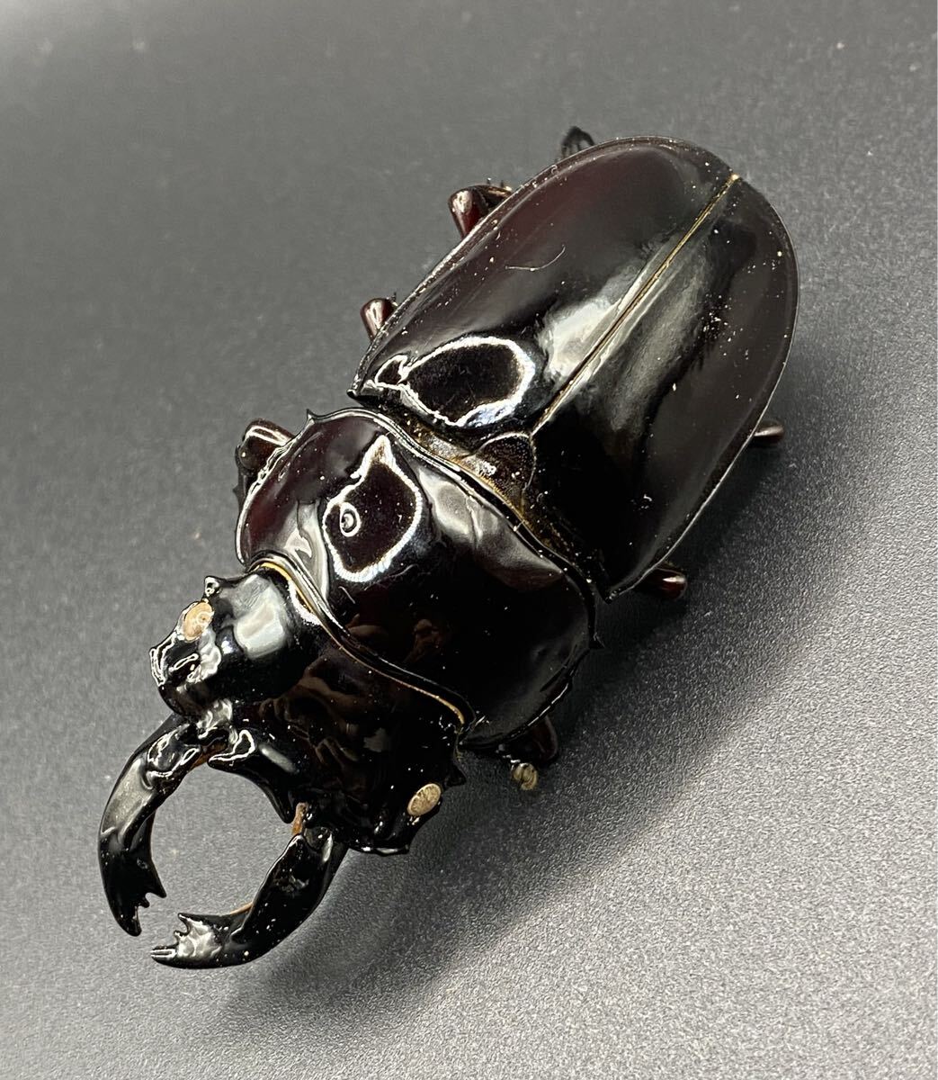 レギウスオオツヤクワガタ 標本 タランドゥスオオツヤクワガタ 標本 大型