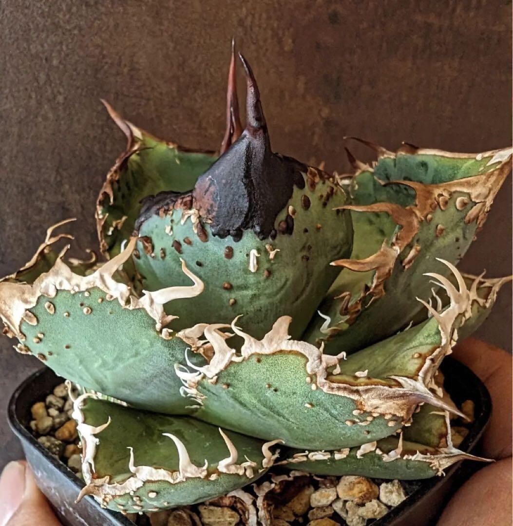 アガベ　星空　親株出品　子株付き アガベ星空子株②