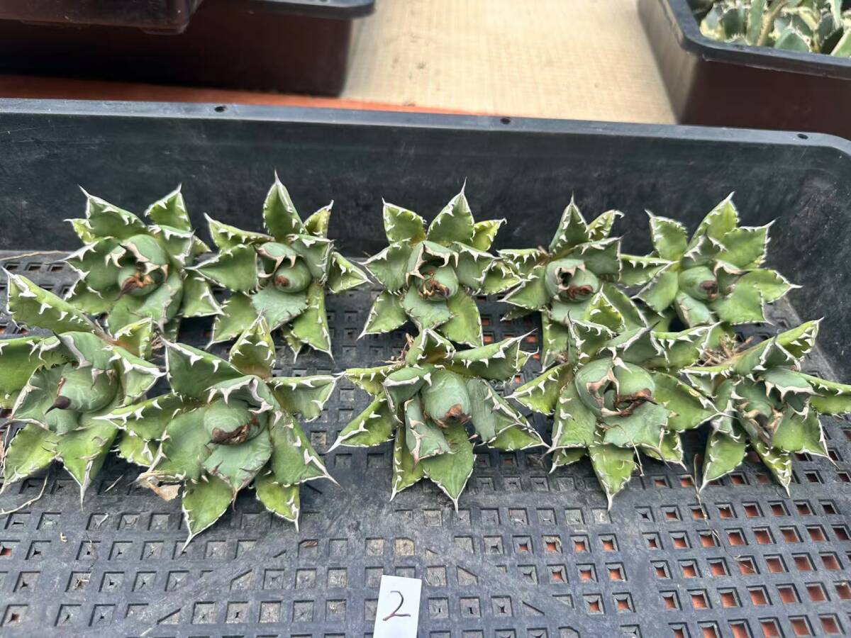 Yahoo!オークション -「(seal online 2)」(アガベ) (観葉植物)の