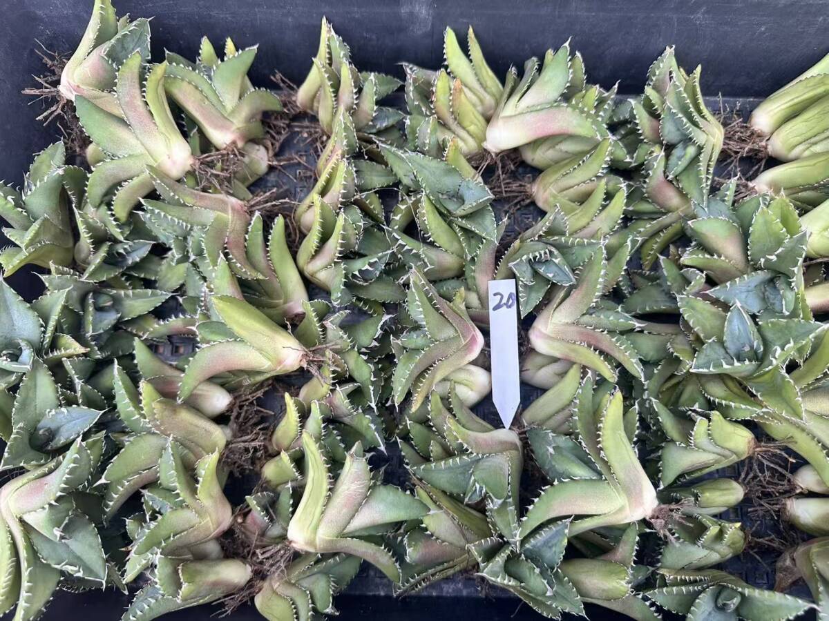 Yahoo!オークション -「アガベ 白鯨」(花、園芸) の落札相場