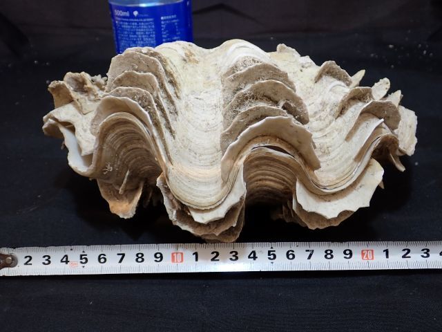 特大　シャコ貝　オブジェ 特大 シャコ貝 オブジェ