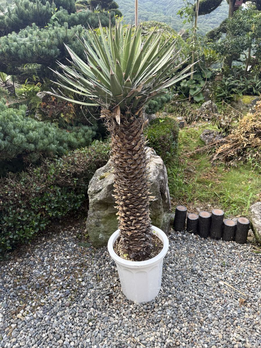 2025年最新】Yahoo!オークション -観葉植物ユッカの中古品・新品