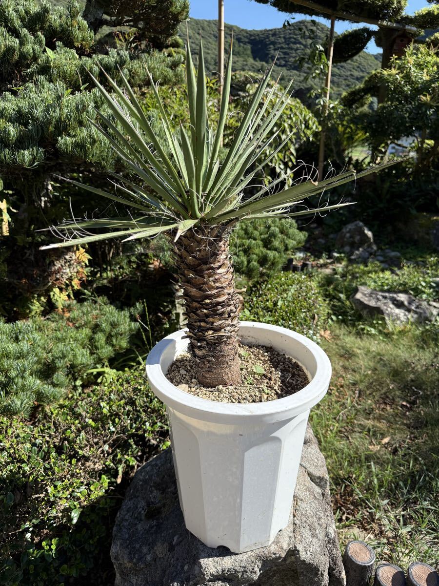 2025年最新】Yahoo!オークション -ユッカ(観葉植物)の中古品