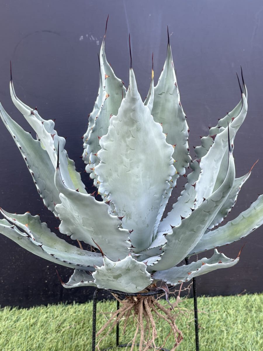 大株】アガベ ハイブリッド コロラータ セルシーノヴァ 子株付き