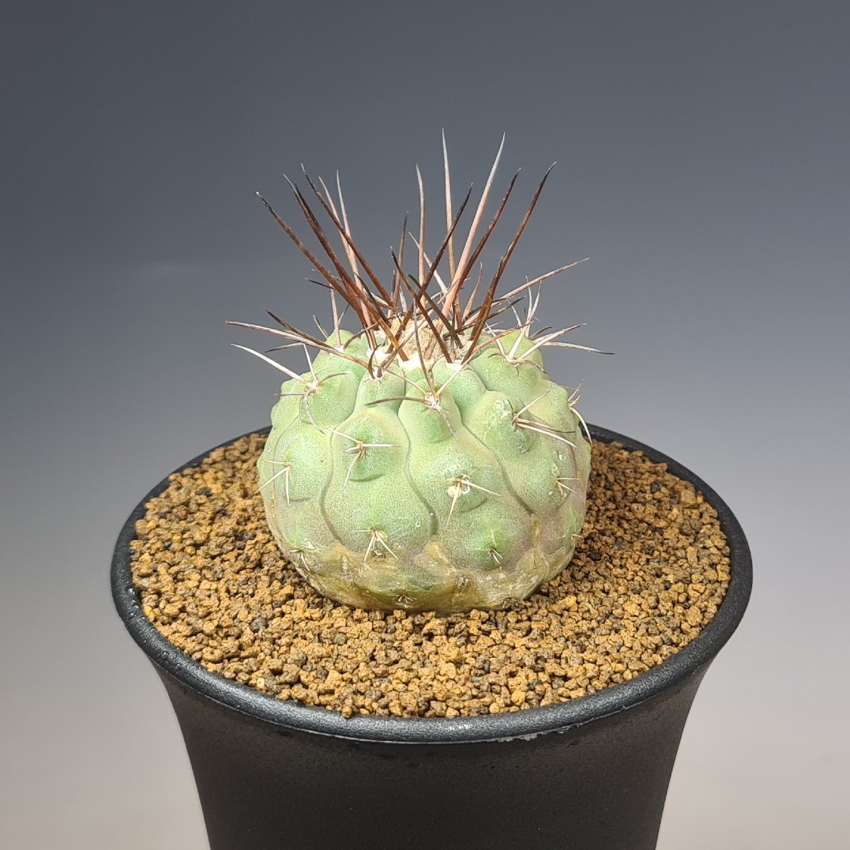 サボテン コピアポア モンタナセッカ コピアポア モンタナ ”妖鬼玉” Copiapoa montana | mana's far
