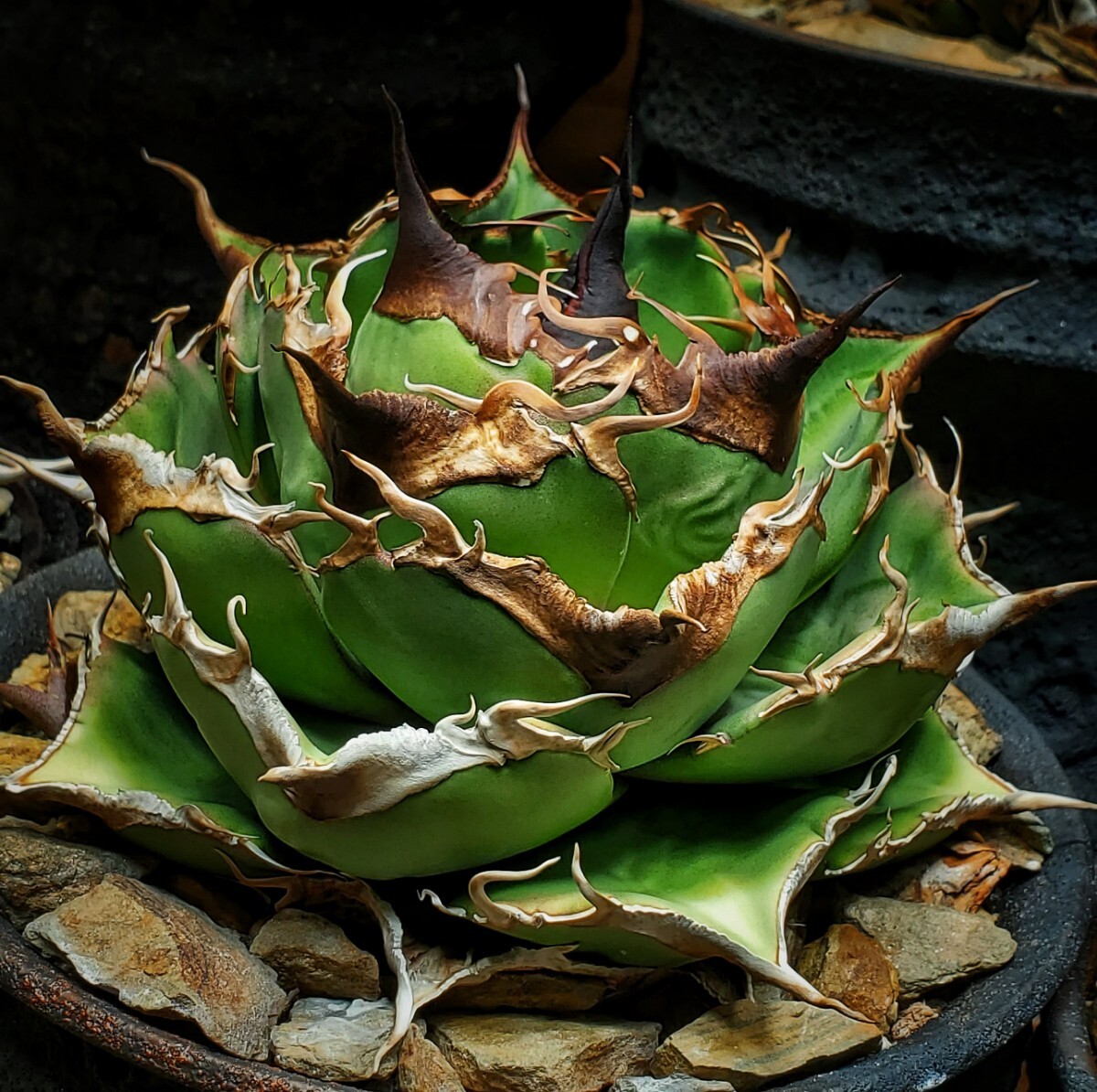 Yahoo!オークション -「アガベオテロイ」の落札相場・落札価格