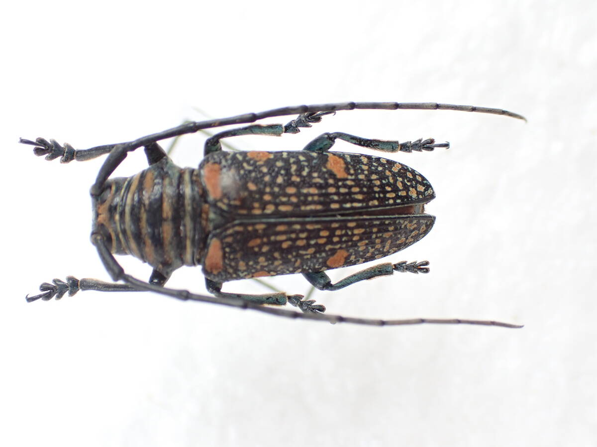 Yahoo!オークション -「クロカミキリ」(ペット、生き物) の落札