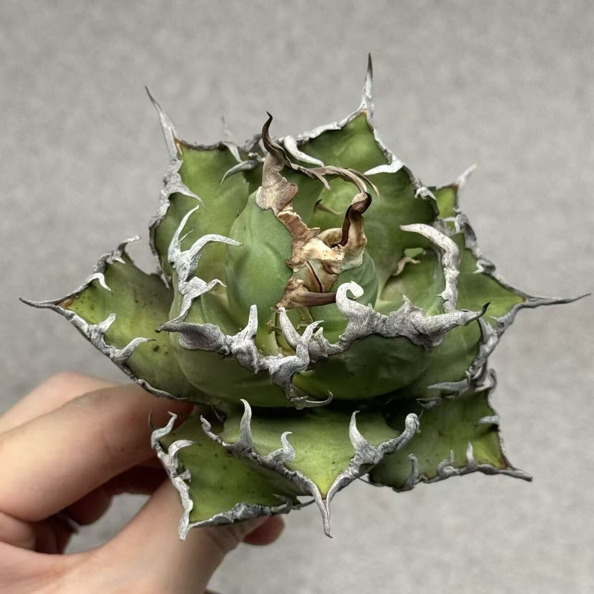 Yahoo!オークション -「シーザー」(アガベ) (観葉植物)の落札