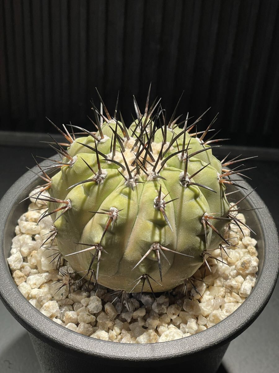 Yahoo!オークション -「サボテン 黒王丸」(サボテン) (観葉植物