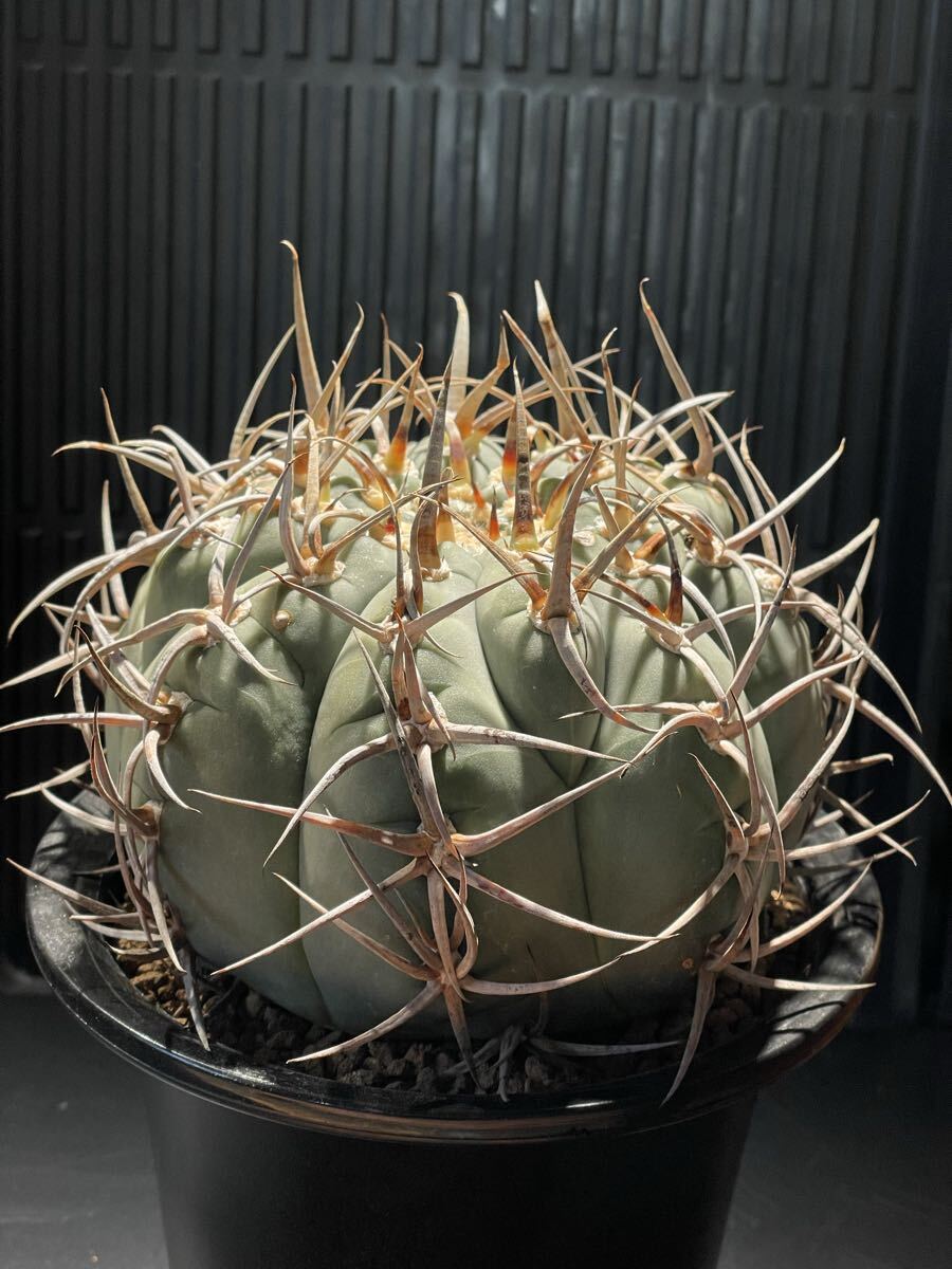 太刺光琳玉 台付 Yahoo!オークション -「光琳玉」(サボテン