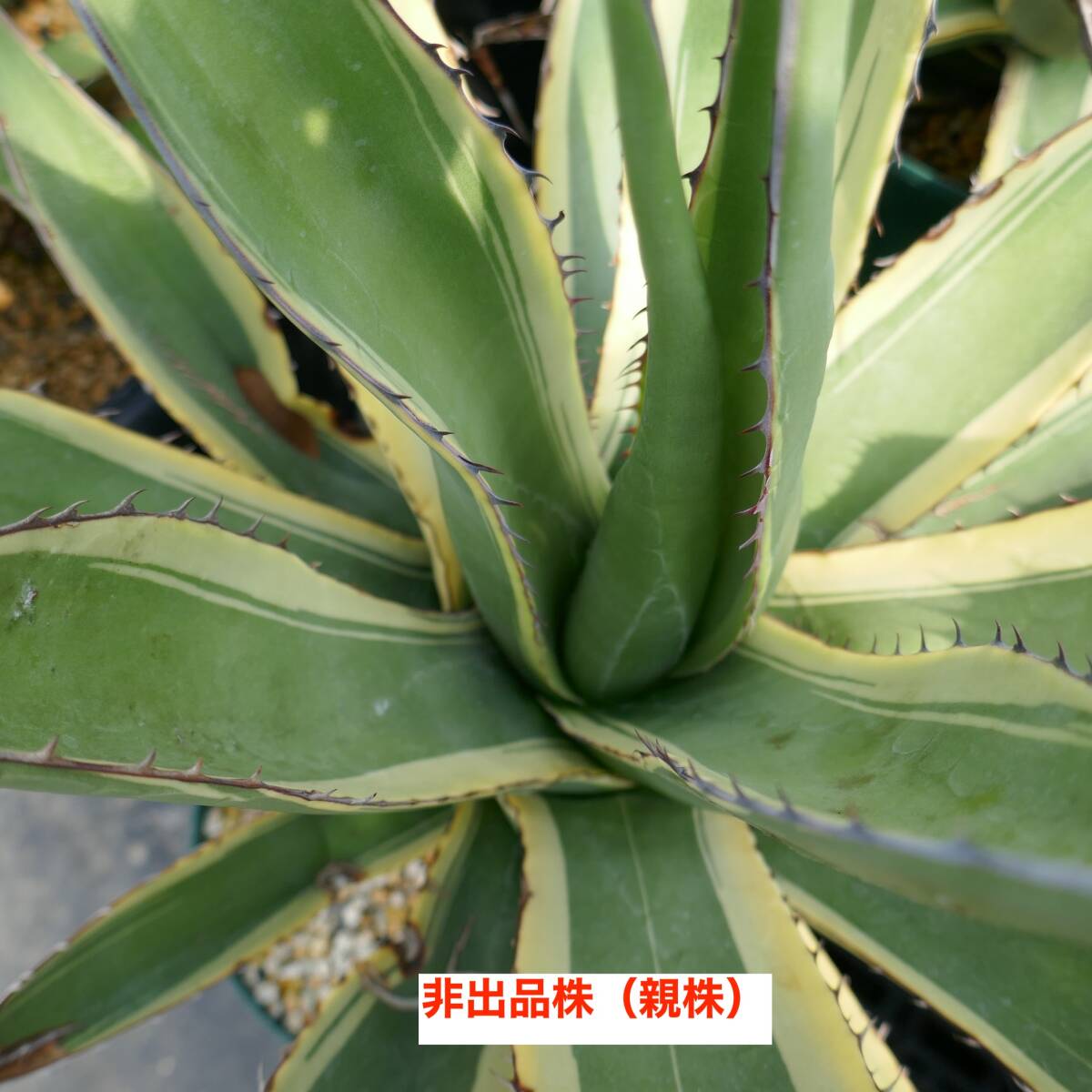 Yahoo!オークション -「シャ」(アガベ) (観葉植物)の落札相場