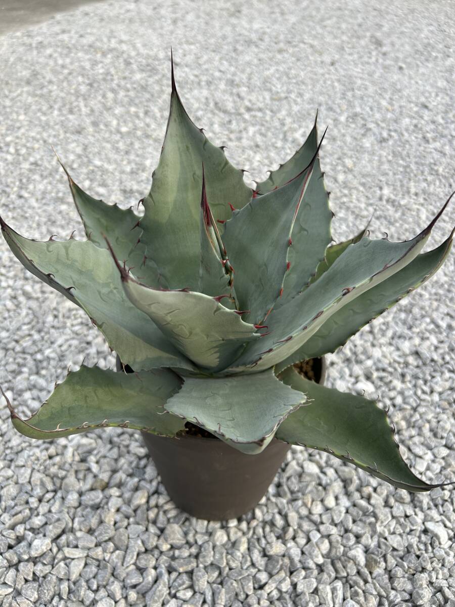 116、パリーJCシャドー　アガベ Agave parryi ´J.C.´s Shadow´ 116