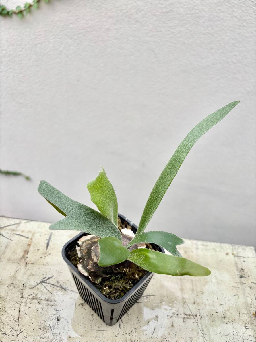 ︎︎︎︎☑︎ P.FSQ (mg) 子株 ビカクシダ ビカクシダ FSQとは | calmplantsのビカクシダブログ