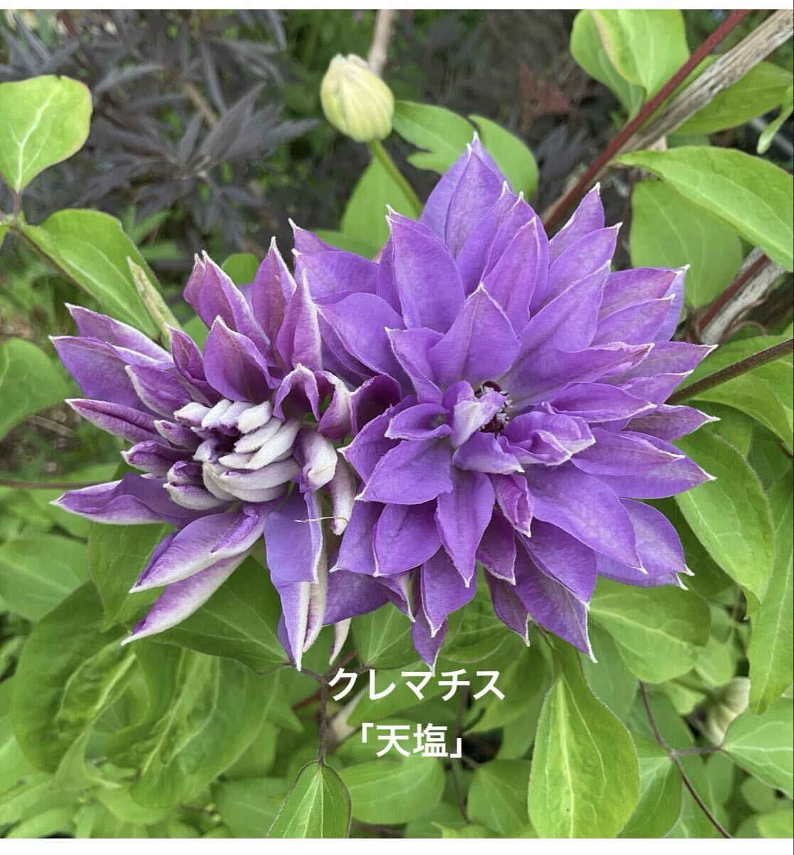 クレマチス苗　入手困難 ポットごと速達発送 クレマチス苗 入手困難 ポットごと速達発送 - メルカリ