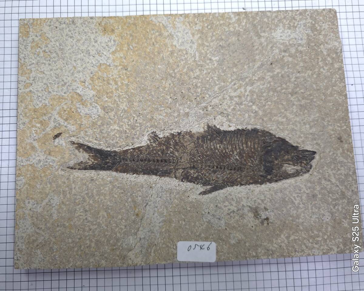 魚の化石 約10cm 絶滅した古代魚の化石priscacara