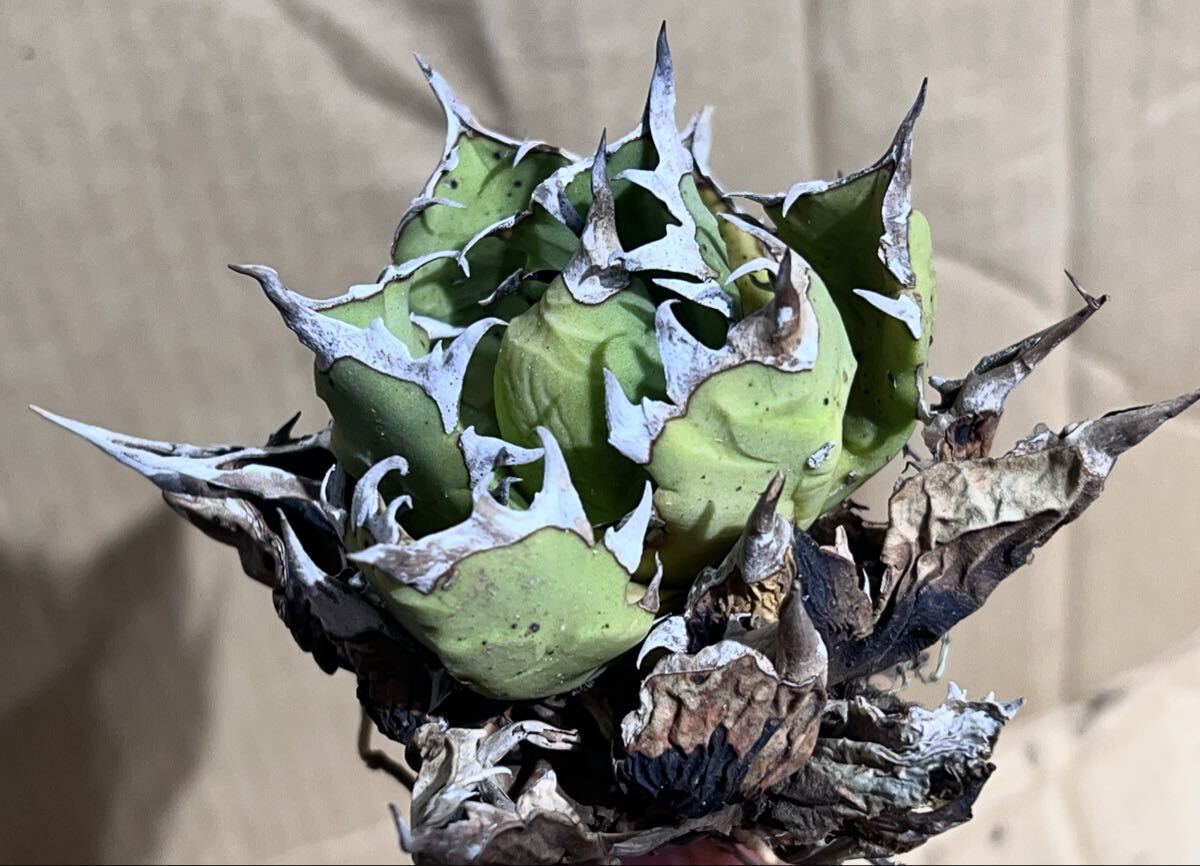 【MW】国産優良血統　緑犀牛　巌竜　チタノタ　agave オテロイ アガベ MW】国産優良血統 緑犀牛 巌竜 チタノタ agave オテロイ アガベ