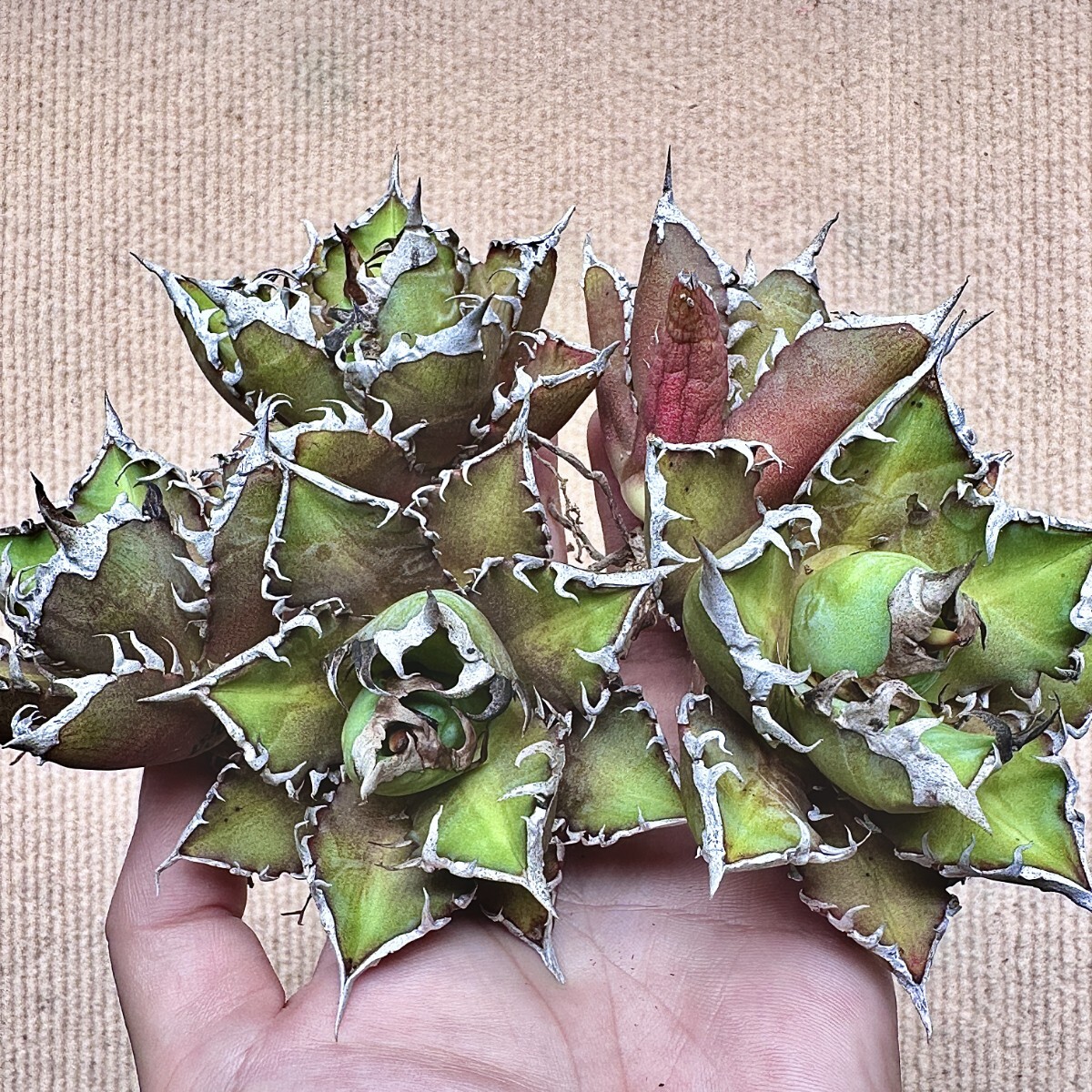 【値下げ】コレクション株　レッドキャットウィーズル　ボールタイプ　極上株 コレクション株】レッドキャットウィーズルボールタイプ極上株