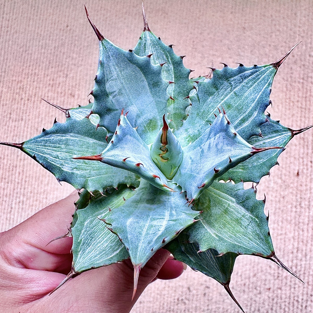 Yahoo!オークション -「白中斑」の落札相場・落札価格