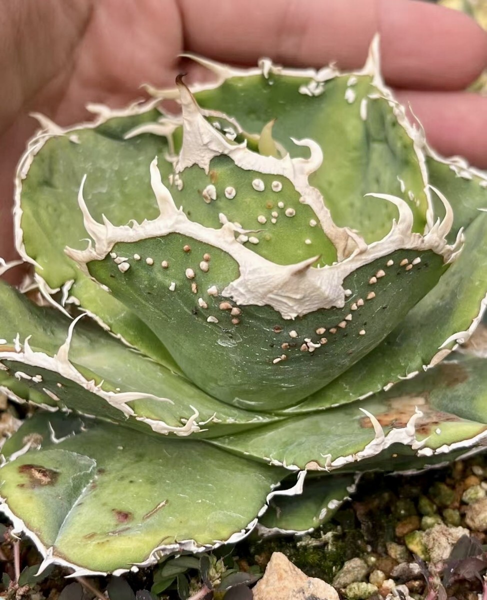 Yahoo!オークション -「アガベ チタノタ 蚩尤」の落札相場・落札価格