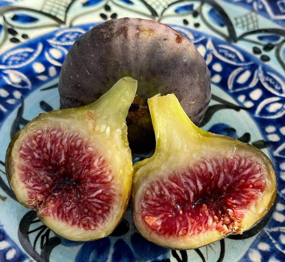 BDライフ いちじく苗木 ★マデイラアイランドブラック苗木と他に3種類￼ BDライフ様専用 いちじく苗木 ☆マデイラアイランドブラック苗木