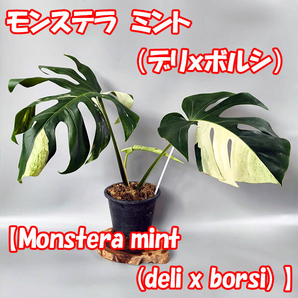 Yahoo!オークション -「モンステラ ミント」の落札相場・落札価格