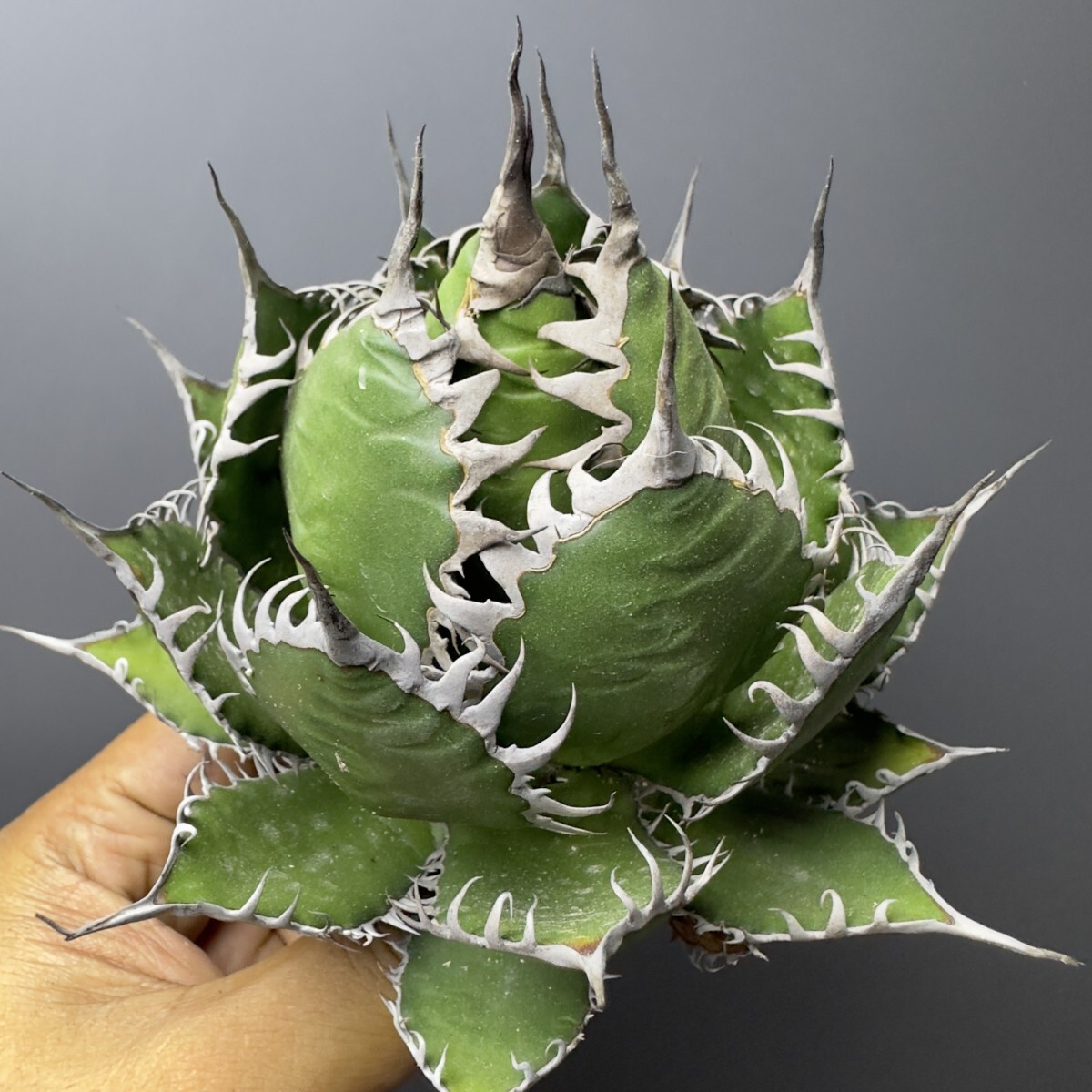 極上　強棘ホリダ　実生　アガベ P*u様 【アガベ ホリダ “horrida” 】極上強棘 狂刺 激レア - メルカリ